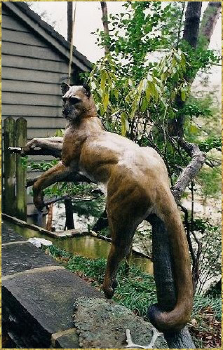 Mountain Lion